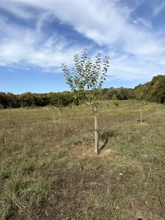 Foto treephoto-ejrcqq14tyr05v5z009q5m8f.jpeg