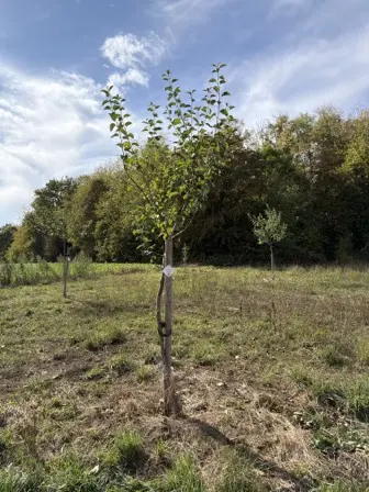 Foto treephoto-wxl7blojvw9itig2c6hu25mx.jpeg