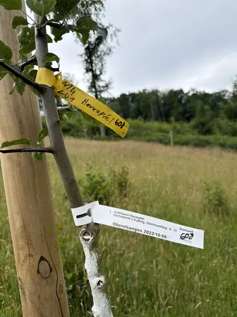 Foto treephoto-hx9d1bzo3wpqendmukw298k9.jpeg