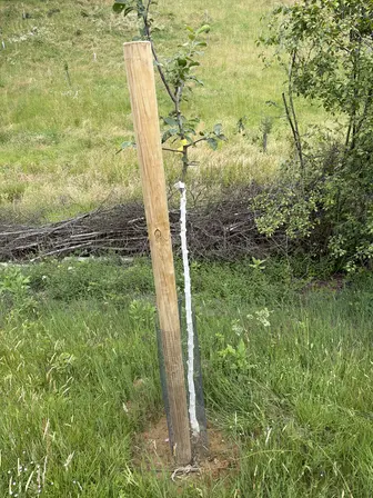 Foto treephoto-r5krsclb1ub7khslbvw9vrhc.jpeg