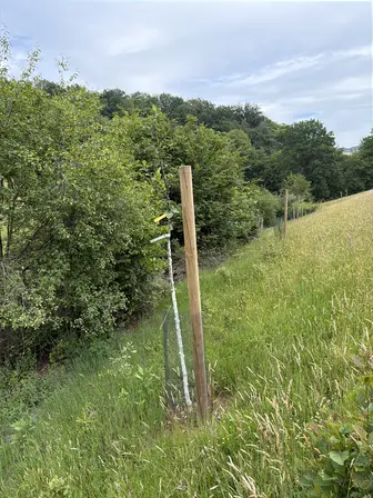Foto treephoto-vvb7xi4totxnses4ciiky2z7.jpeg