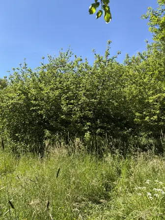 Foto treephoto-aqrwh4oe3bpe0zetetjwcim5.jpeg