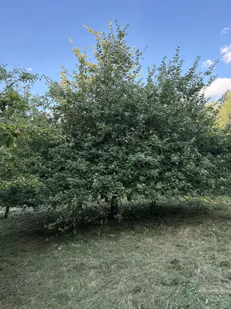 Foto treephoto-b2031o0hl1h96ep3hahoa1a9.jpeg