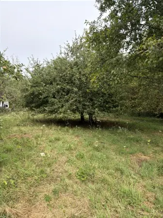 Foto treephoto-g8zet94vg1nz29hbfsswtr4c.jpeg