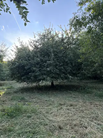 Foto treephoto-n4kgjs4medk24zqbop37qgnc.jpeg