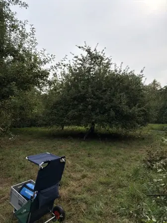 Foto treephoto-olzzy9uf2n6n6pblhlhb4mki.jpeg
