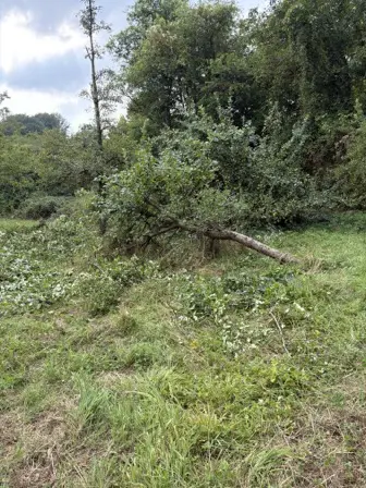 Foto treephoto-ppdlvuuxvxb2ley6kc1a2ovo.jpeg
