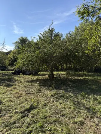 Foto treephoto-pszfdiwp4t123b5l9hni1wxd.jpeg
