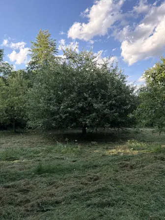 Foto treephoto-utys5fn5m2ztkayhll5vjlpk.jpeg