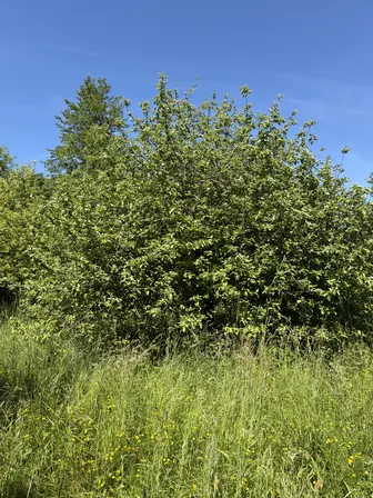 Foto treephoto-vvtbsdkjepvfpyzhh9c8brt7.jpeg