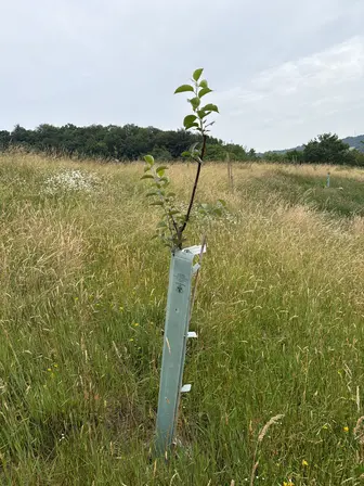 Foto treephoto-h2n15coyhrmbz42iird6lsyc.jpeg