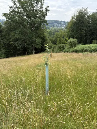 Foto treephoto-ichzwoey7hnye718wru1ej32.jpeg