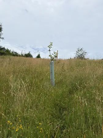 Foto treephoto-jl17jlexo67oar1pq5u07xpn.jpeg