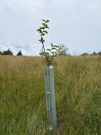 Foto treephoto-msk2jy8v6tgvtcociongw4xq.jpeg
