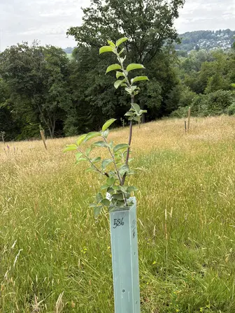 Foto treephoto-oflvutfjh10twyih0ug5l64m.jpeg
