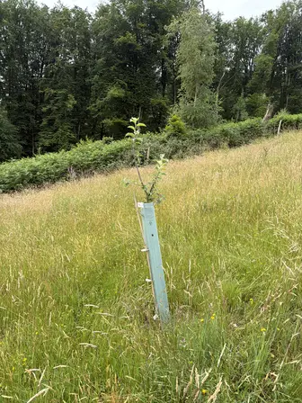 Foto treephoto-qeq9n75aj9cyjfy24ni8uoet.jpeg