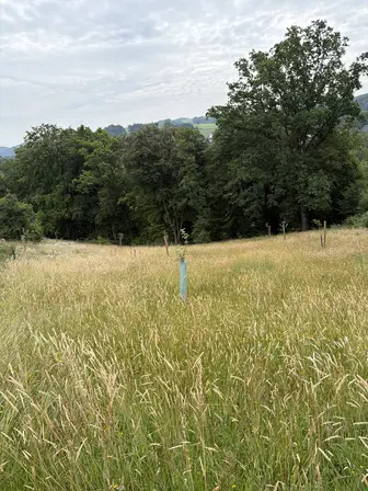 Foto treephoto-rn4tb6cwuoq5i2bq9dl1ru8n.jpeg
