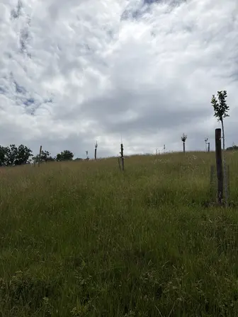 Foto treephoto-bavhxse1t82fqy6ti1iq7u1f.jpeg