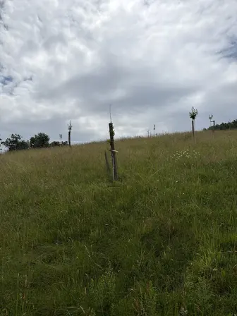 Foto treephoto-cw2xutfkon437g6x4q075jha.jpeg