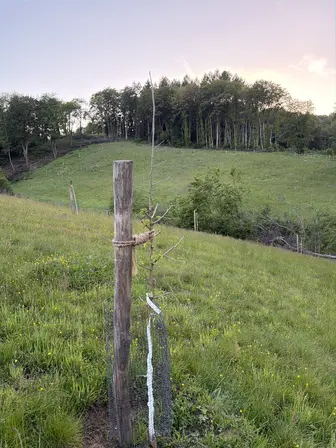 Foto treephoto-exgxf192570r01m7k3ll8oc2.jpeg