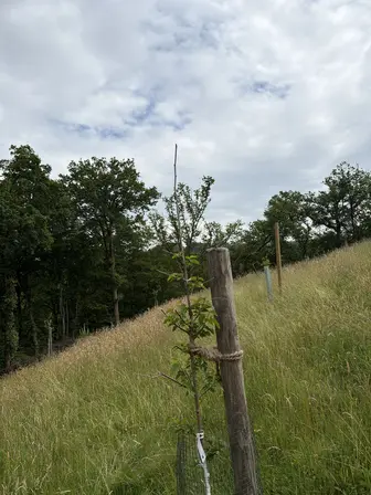 Foto treephoto-i623zlgkwq4apxvyn6q5updo.jpeg