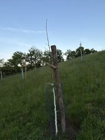 Foto treephoto-igf4z8ki551j50we3hwri1h0.jpeg