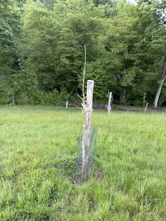 Foto treephoto-iivpea8wezufwjhd3id4jq5j.jpeg