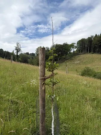 Foto treephoto-lecipekrx9q19d9ev5qqw0u7.jpeg
