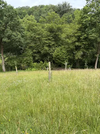 Foto treephoto-m3ir14064obm7rbbbrmovr0w.jpeg