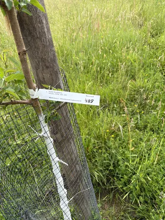 Foto treephoto-mmllwi2e2x8iyrimukn0eoxq.jpeg