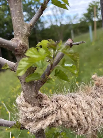Foto treephoto-o4k1ggeqpcjcj1tidmrg3z9q.jpeg