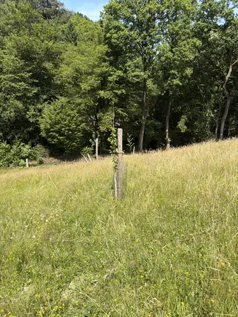 Foto treephoto-pt1nlihq3sesd3eh1kyt79jp.jpeg