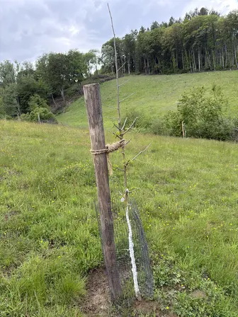 Foto treephoto-u8olc96a1ecwr73pei5r47bk.jpeg