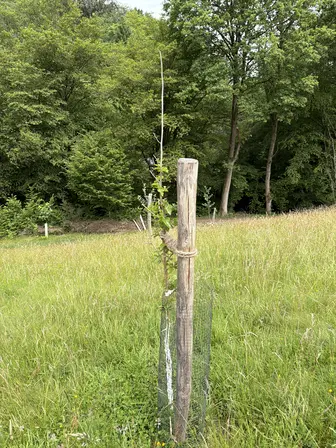 Foto treephoto-utjxwvz6v6v6naxdeeoqtqkn.jpeg