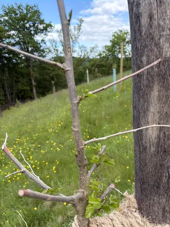 Foto treephoto-v41mt4ywsll8fovxxjgvg146.jpeg