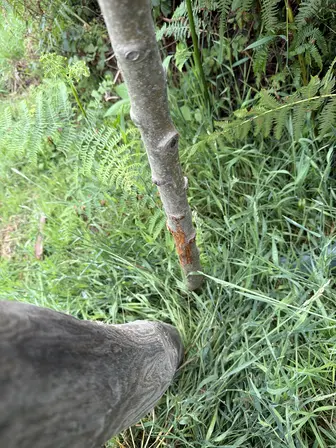 Foto treephoto-auale0j6fbwhjgmbthnaf3jw.jpeg