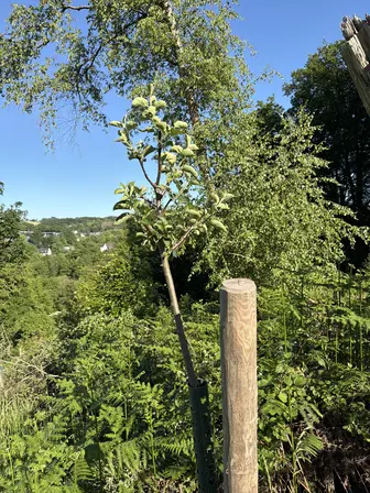 Foto treephoto-ejt7yrghdfw25sanev43jwj1.jpeg
