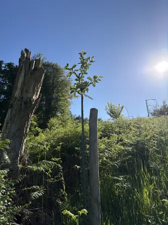 Foto treephoto-ewvbpyhujp3qa56s0f5g8ws8.jpeg