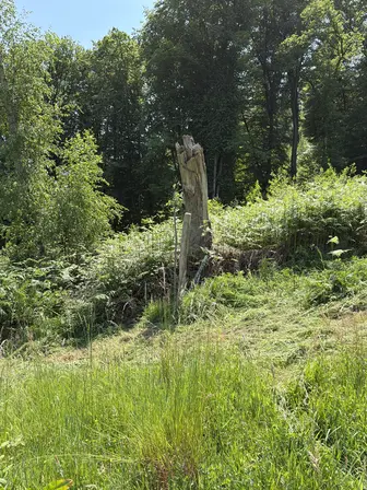 Foto treephoto-f4or4r8047ueoagcllpdkynm.jpeg