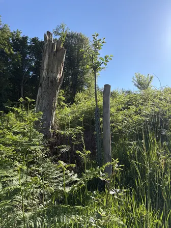 Foto treephoto-gi95i3yfftojdwr5vfgh3lps.jpeg
