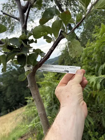 Foto treephoto-htlv9n95b5ce2urvhhff4mx7.jpeg