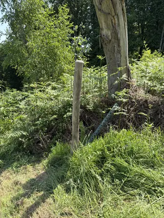 Foto treephoto-ikj6f8tcfadj8ombg0ii0770.jpeg
