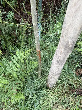 Foto treephoto-lbuq8dowuvvp0q47v0y5gr3f.jpeg