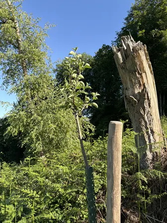 Foto treephoto-pnpfxqtye1h2g18cxiywm7xf.jpeg