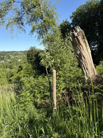 Foto treephoto-t9t0lrri1azpbbozzs1fdiix.jpeg