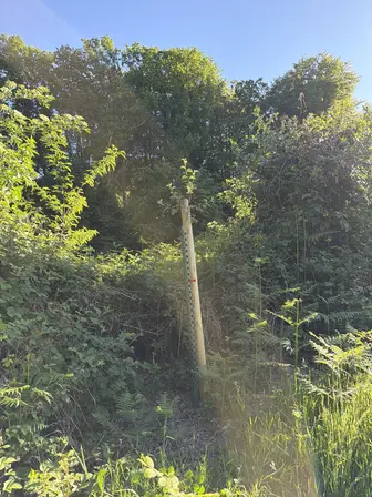 Foto treephoto-bcg4er2fljiftwvq4fwmu92o.jpeg