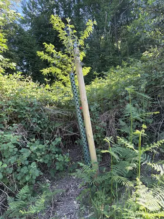 Foto treephoto-dw5fakej48iobbf9ol4qiztt.jpeg