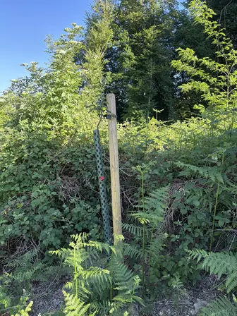 Foto treephoto-fbw8ou268kbcg521757s8y6j.jpeg
