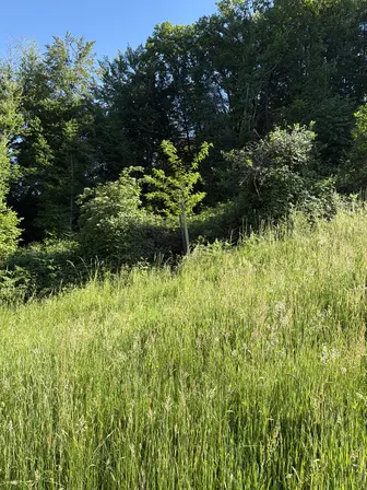 Foto treephoto-j4e5atn0we57fhrzfbvrojxo.jpeg
