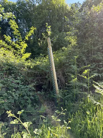 Foto treephoto-m6juhlkveqew70g8fxthl43f.jpeg